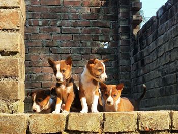 Dogs standing against brick wall