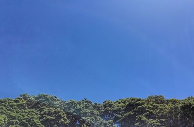 Low angle view of trees against clear blue sky