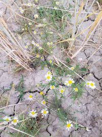 High angle view of flowering plant on field