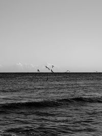 Birds flying over sea against clear sky