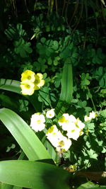 Close-up of yellow flowers