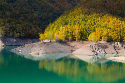 Scenic view of lake by trees in forest