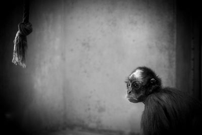 Close-up of monkey looking away against wall