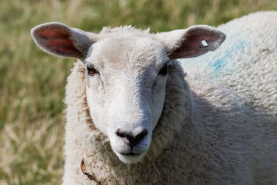 Close-up portrait of a sheep on field