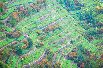 High angle view of agricultural field