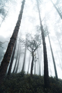 Low angle view of trees in forest