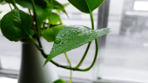 Close-up of water drops on green leaves