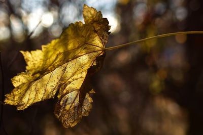 Close-up of butterfly on yellow leaf during autumn