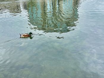 High angle view of ducks swimming in lake