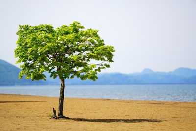 Tree at beach against sky