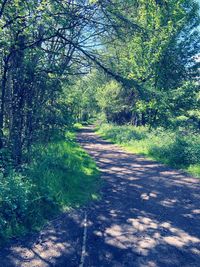 Empty road amidst trees in forest