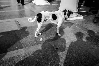 High angle view of dog walking on street