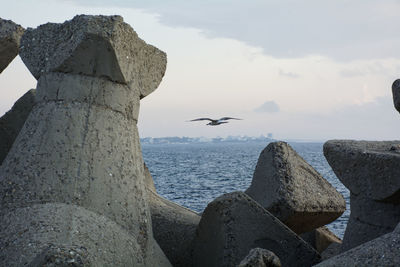 Seagull flying over sea against sky