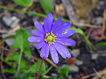 Close-up of purple flower blooming outdoors