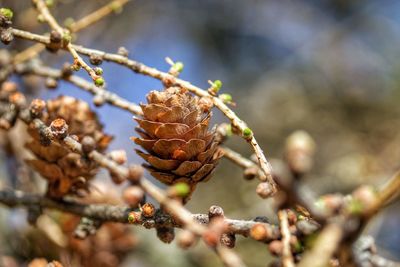 Close-up of pine cone on branch