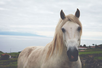 Close-up of horse on field