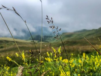 Close-up of plants growing on land against sky