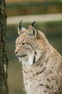 Close-up of a cat looking away