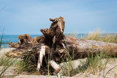 View of driftwood on beach against sky