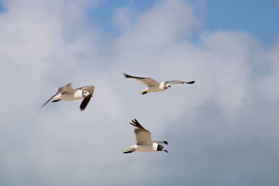 Low angle view of bird flying against sky