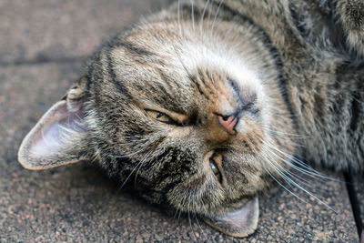 Close-up of a cat sleeping