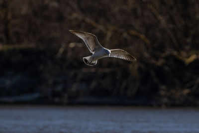 Bird flying over lake