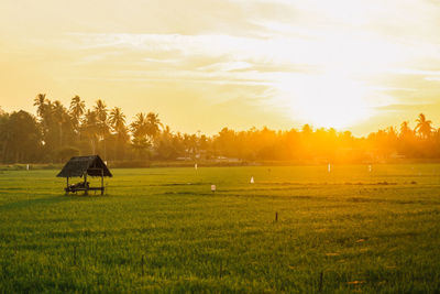 Scenic view of agricultural field against sky during sunset