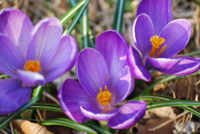 Purple crocuses