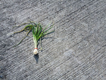 Close-up of plant growing on wood