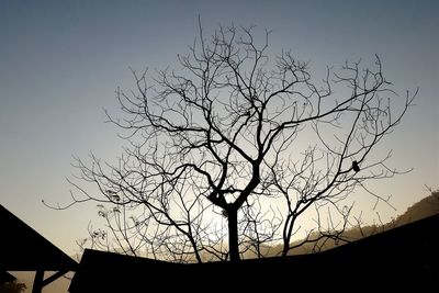 Low angle view of silhouette bare tree against clear sky