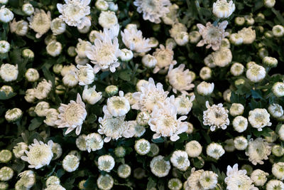 Full frame shot of white flowering plants