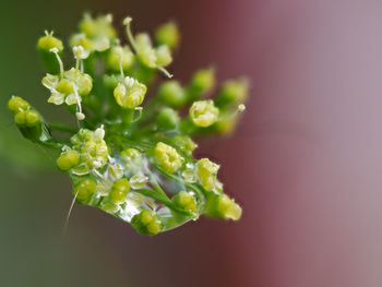 Close-up of white flowering plant