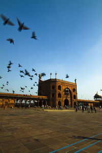 Bird flying over built structure