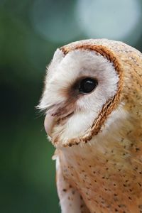 Closeup of a barn owl