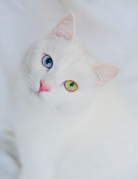 Close-up portrait of white cat