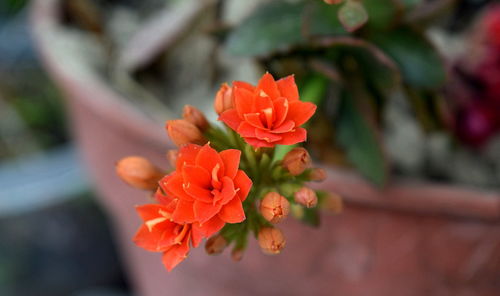 Close-up of red flowers blooming in garden