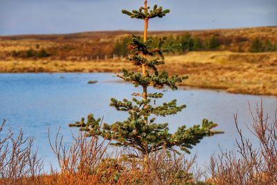 Plants growing on landscape against sky