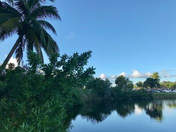 Palm trees by lake against sky