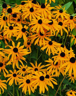 Close-up of yellow daisy flowers
