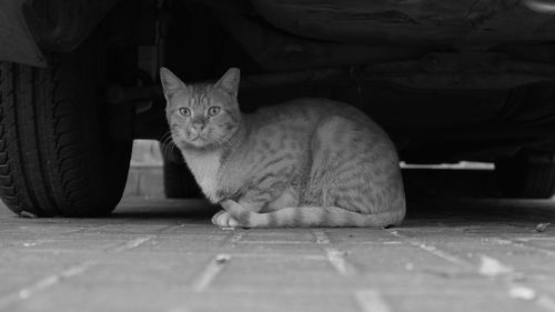 Portrait of cat sitting under car