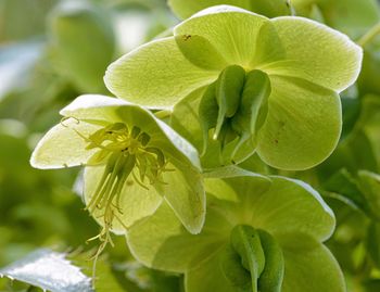 Close-up of fresh green plant