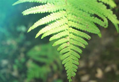 Close-up of fern leaves