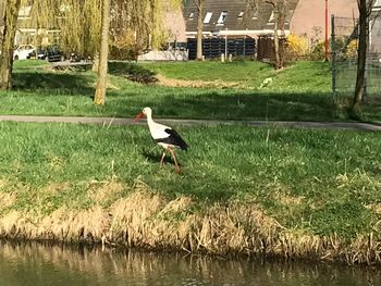 Bird perching on grass by lake