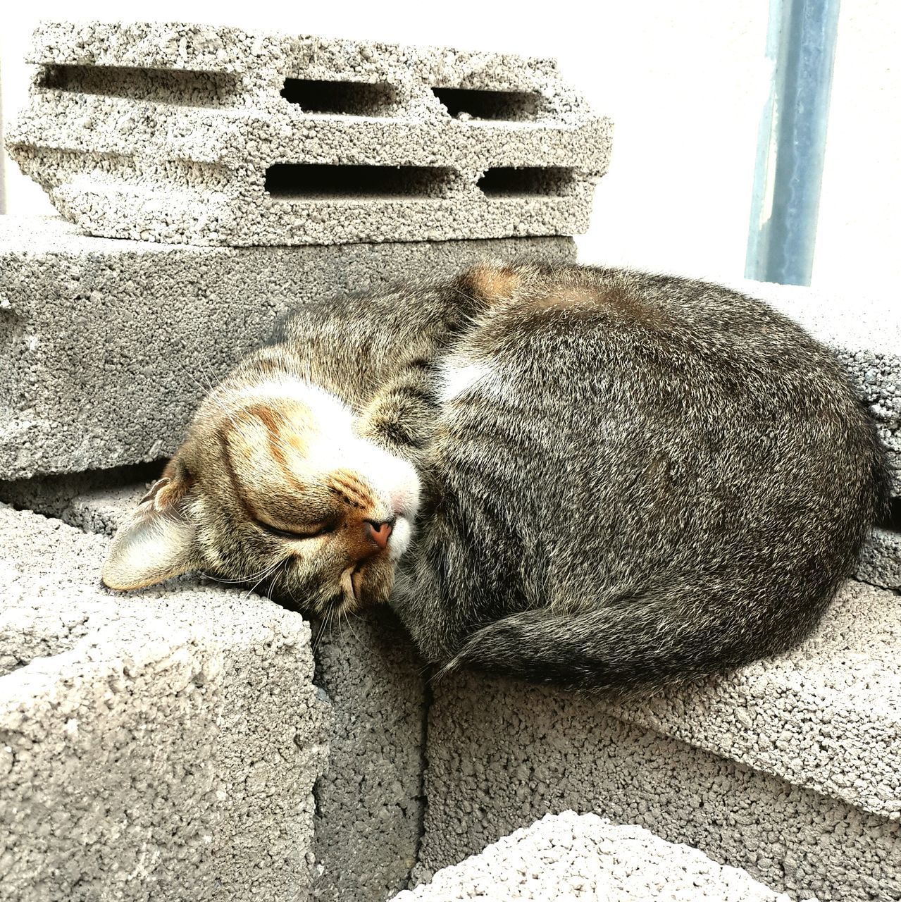 CAT SLEEPING IN A ANIMAL