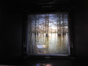 Reflection of trees in water