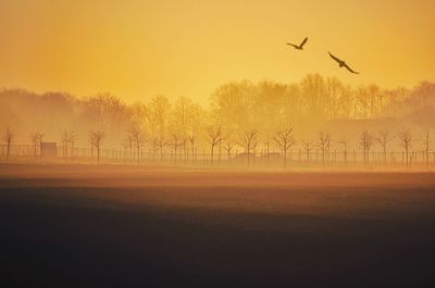 View of birds flying over field against sky