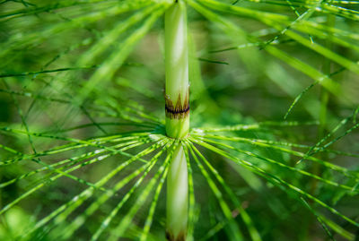 Close-up of green leaf