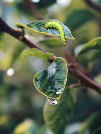 Close-up of insect on leaf