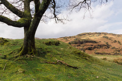 Scenic view of tree on landscape against sky