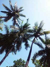 Low angle view of palm trees against clear sky